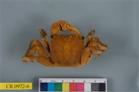 藏品(漢氏東方蟹)的圖片